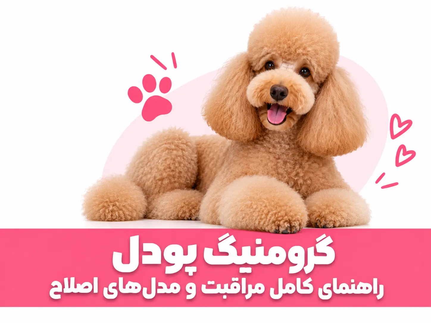 آرایش و گرومینگ پودل